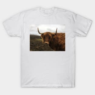 Scottish Highland Cattle Cow 2173 T-Shirt